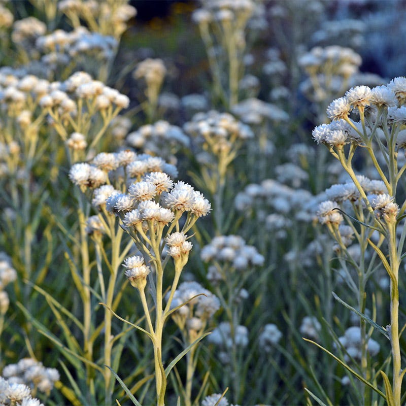 New Snow Pearly Everlasting (Anaphalis) - Image 4