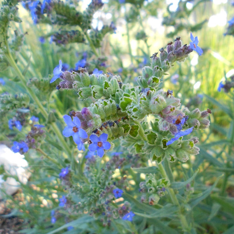 Cape Forget-Me-Not (Anchusa) - Image 2