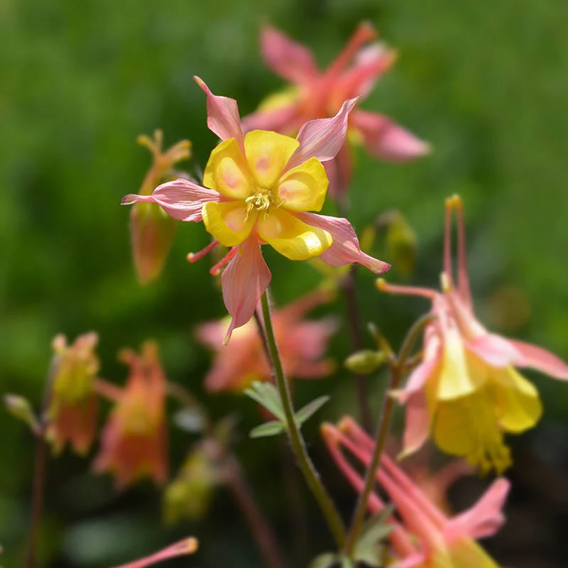 Dry Shade Pollinator Collection - Image 4