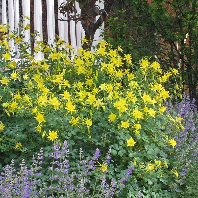 Golden Spur Columbine - Image 3