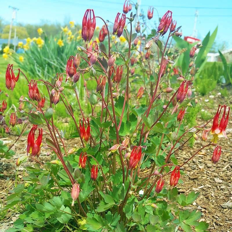 Little Lanterns Columbine - Image 4