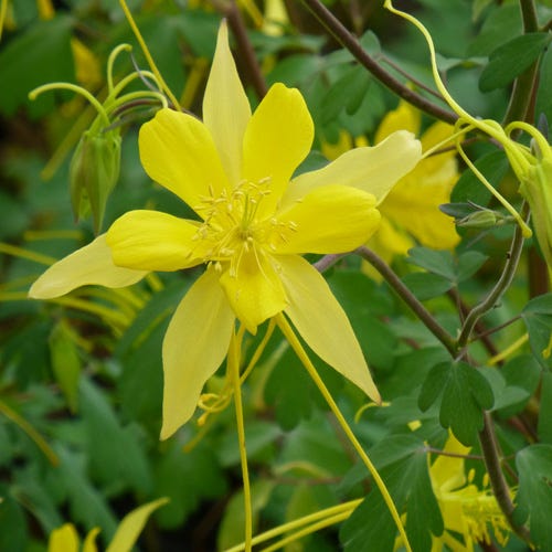Swallowtail® Columbine - Image 4