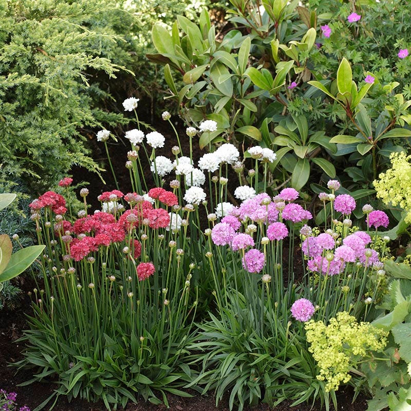 Ballerina Red Armeria - Image 3