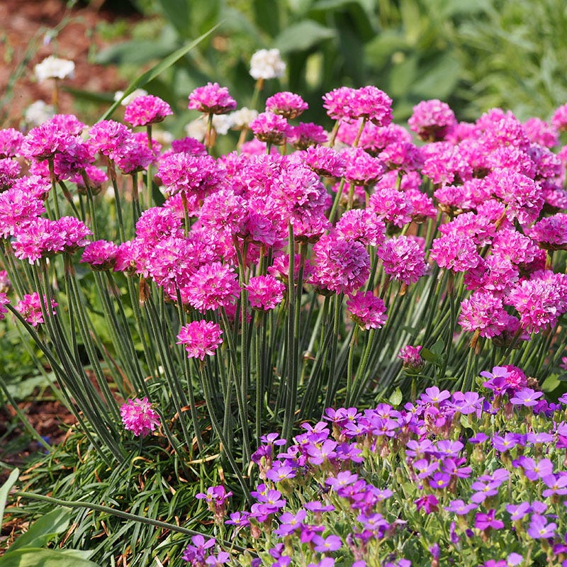 Splendens Armeria - Image 3