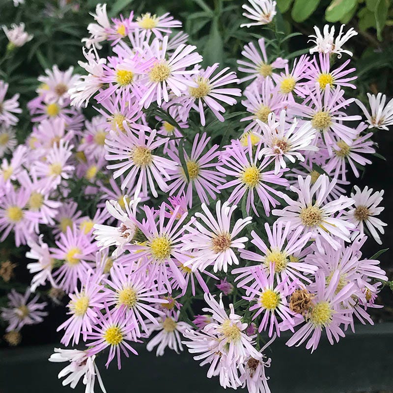 Idaho Perennial Collection - Image 5