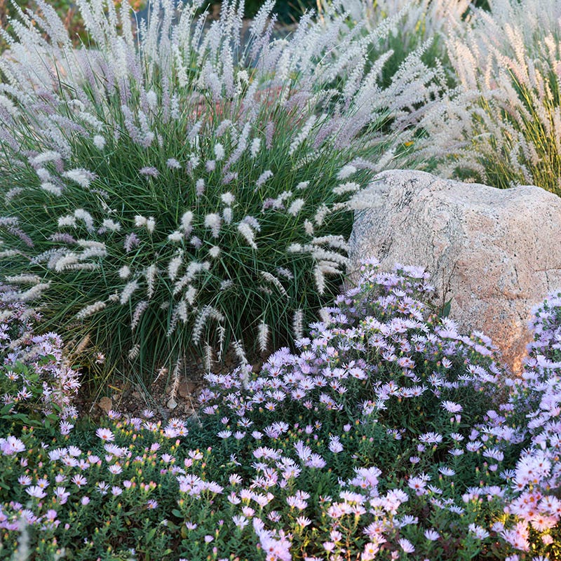 Dream of Beauty Aromatic Aster - Image 3