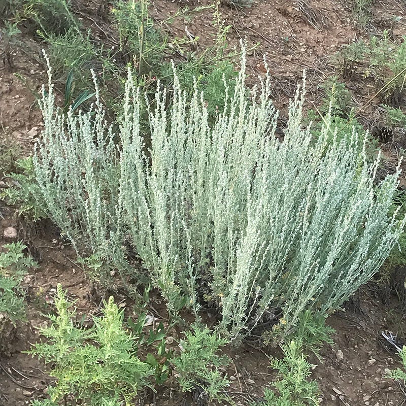 Rocky Mountain Native Pre-Planned Pocket Garden - Image 10
