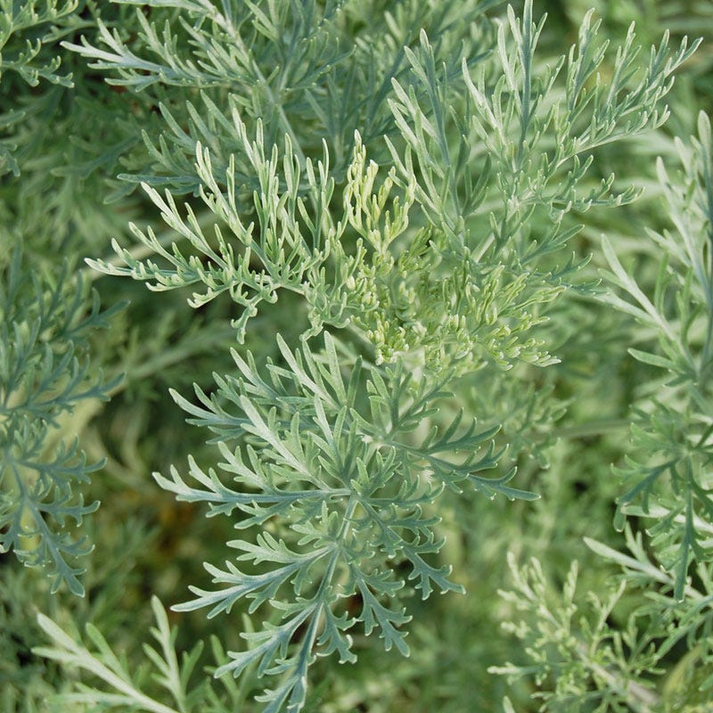 Powis Castle Artemisia - Image 3