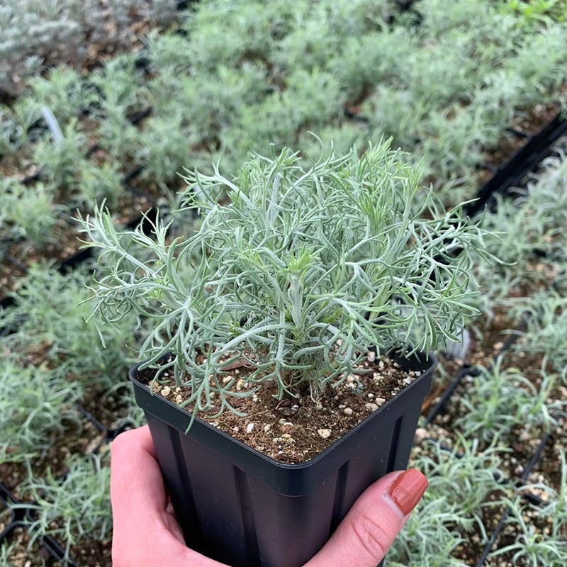 Seafoam Artemisia - Image 3