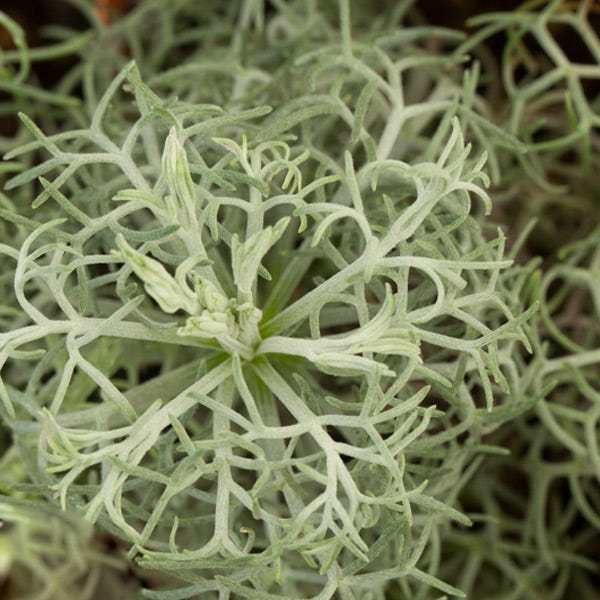 Seafoam Artemisia - Image 4