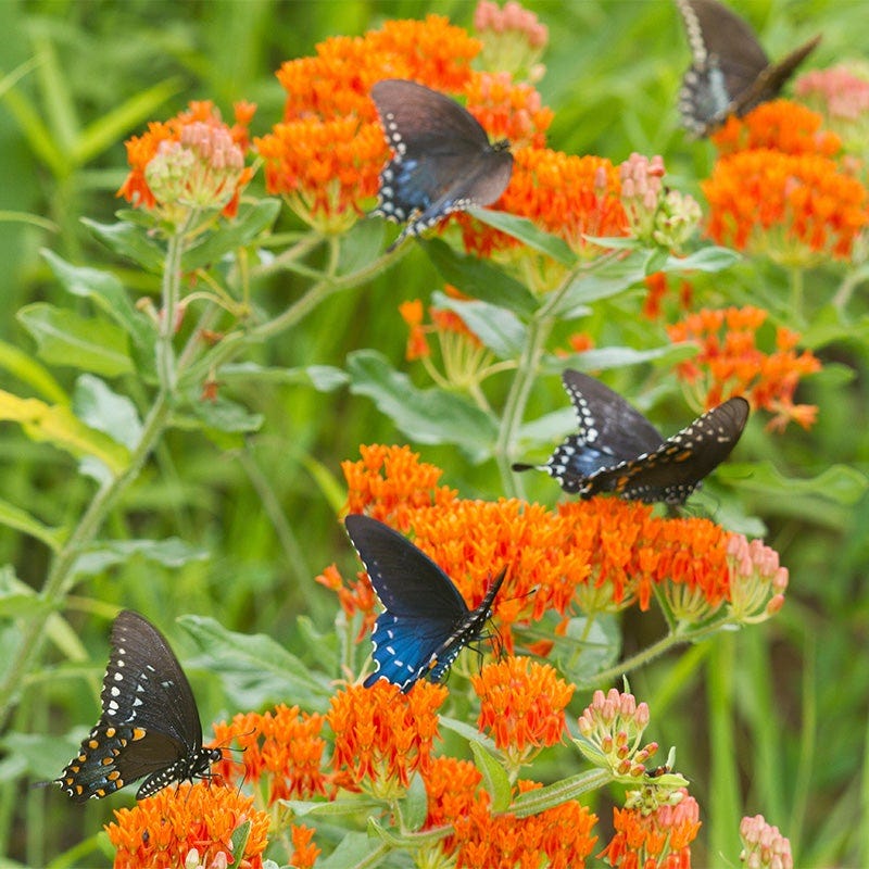Rocky Mountain Native Pre-Planned Pocket Garden - Image 9