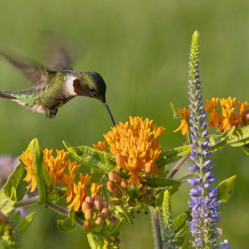 Butterfly Weed - Image 6