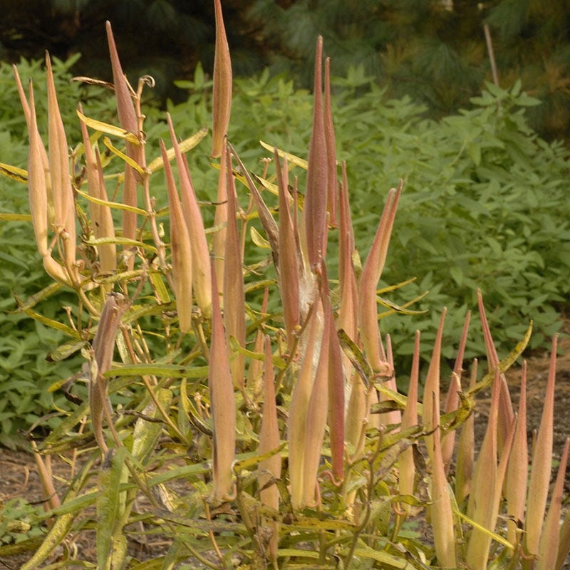 Butterfly Weed (Clay Form) - Image 7