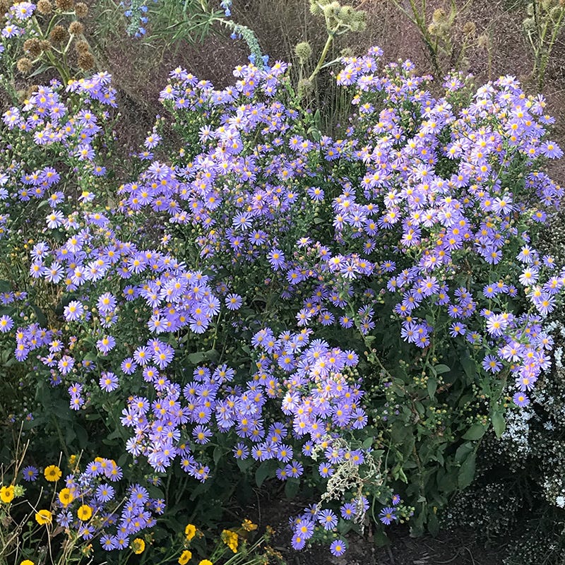 Bluebird Smooth Aster - Image 2