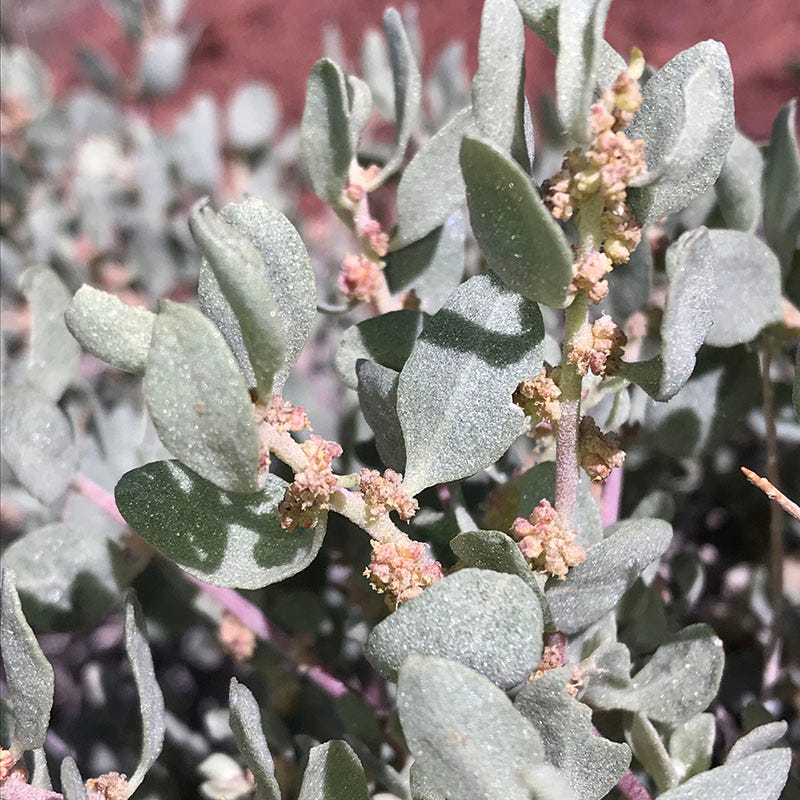 Shadscale Saltbush