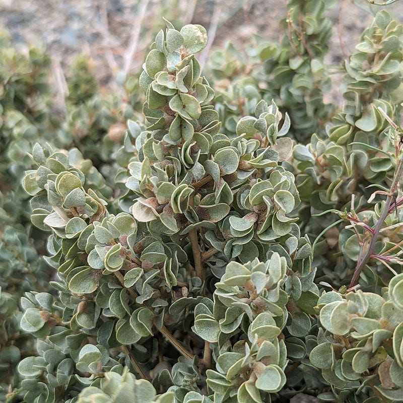 Shadscale Saltbush - Image 2