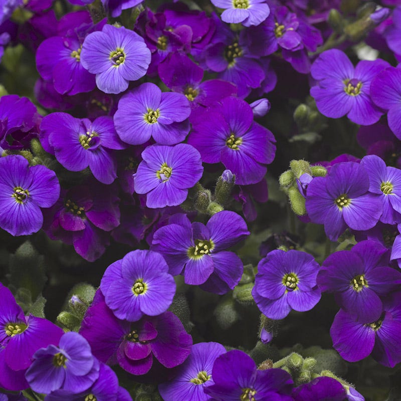 Axcent™ Deep Purple Aubrieta - Image 2