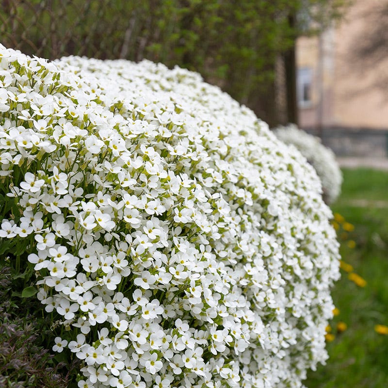 Axcent™ White Aubrieta - Image 2