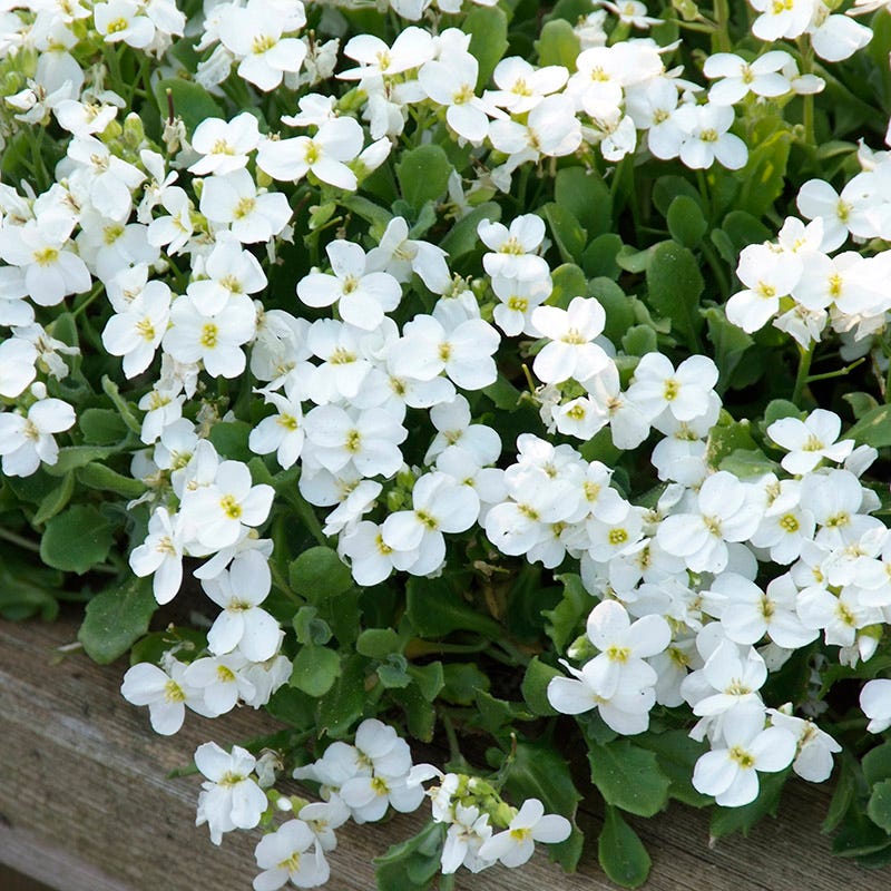 Axcent™ White Aubrieta - Image 3