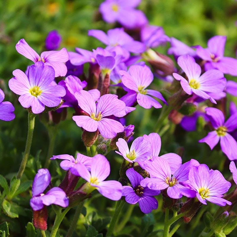 Dwarf Rock Cress - Image 2