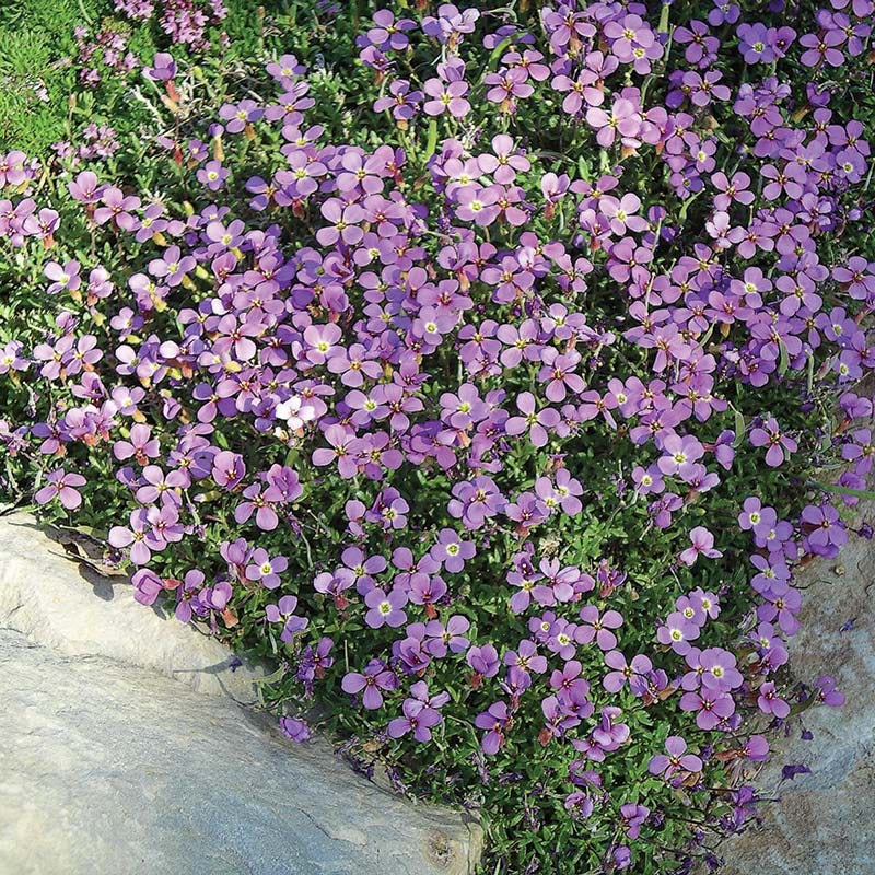 Dwarf Rock Cress - Image 4