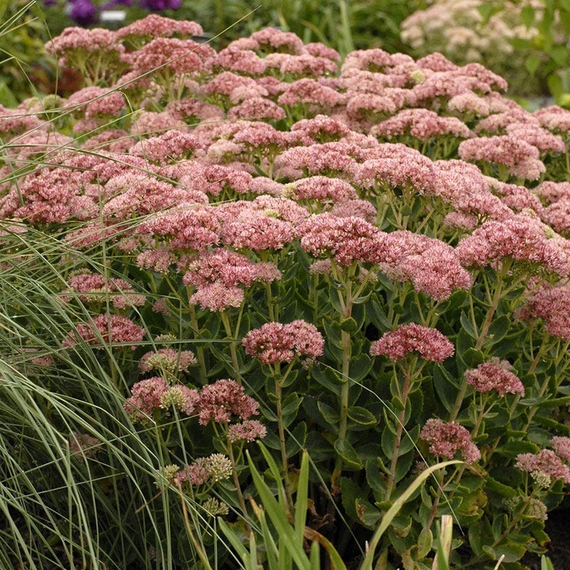 August Afternoons Pre-Planned Garden - Image 10
