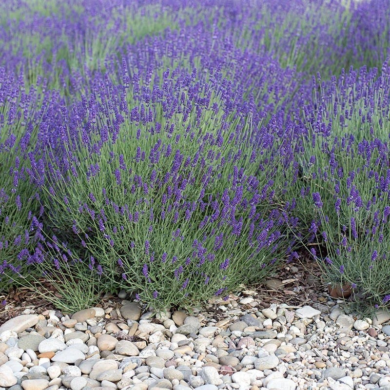 August Afternoons Pre-Planned Garden - Image 12