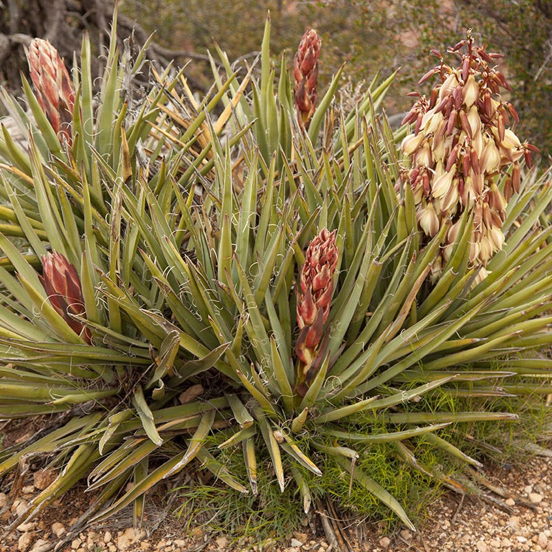 Banana Yucca - Image 2