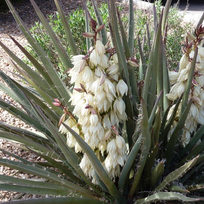 Banana Yucca - Image 4
