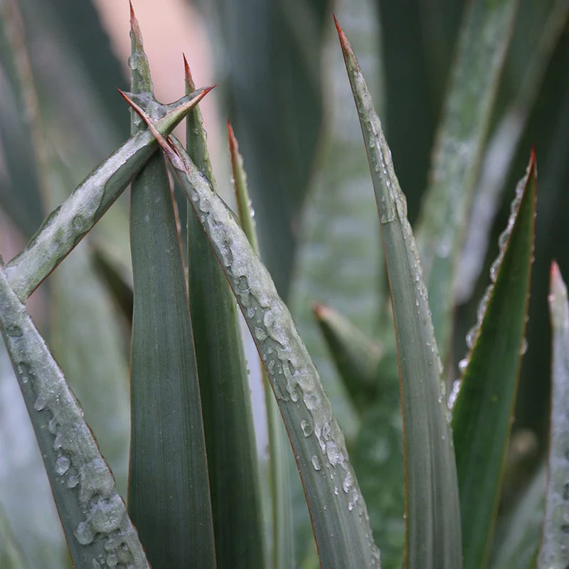 Banana Yucca - Image 5