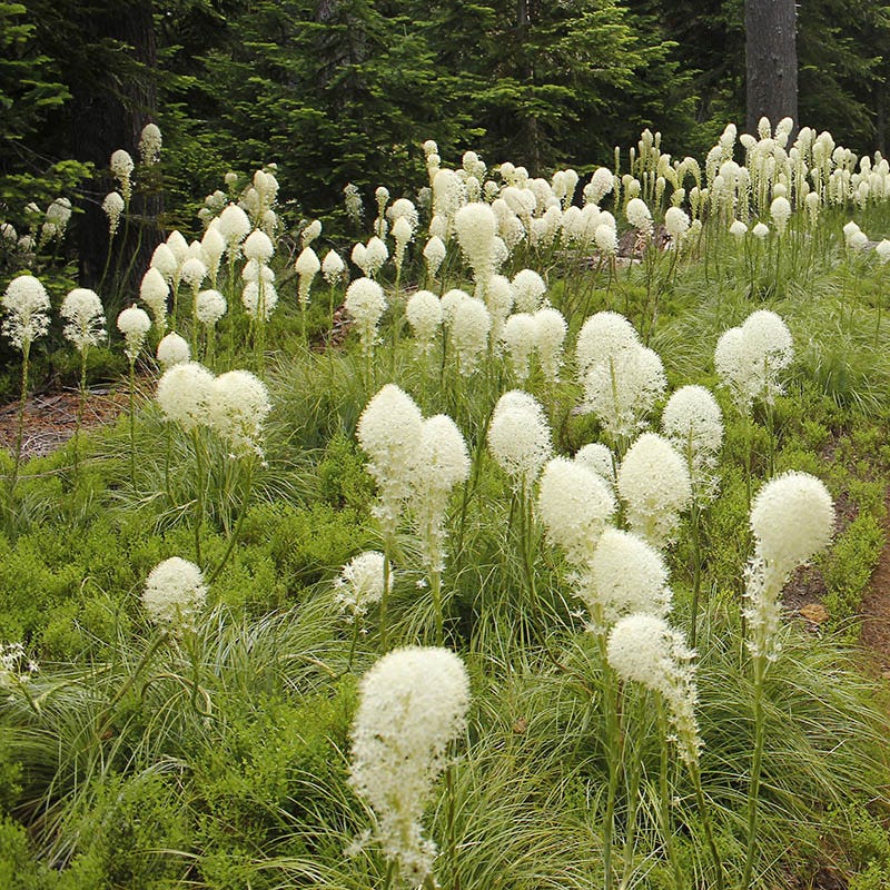 Bear Grass - Image 4