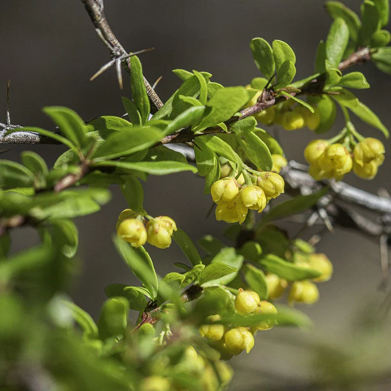 Fendler's Barberry (Berberis) - Image 2