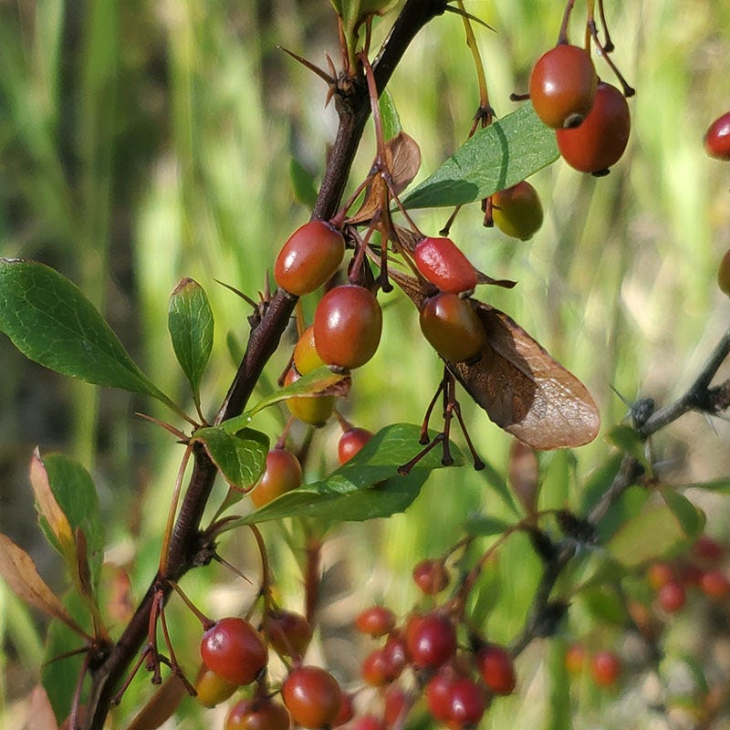 Fendler's Barberry (Berberis) - Image 3