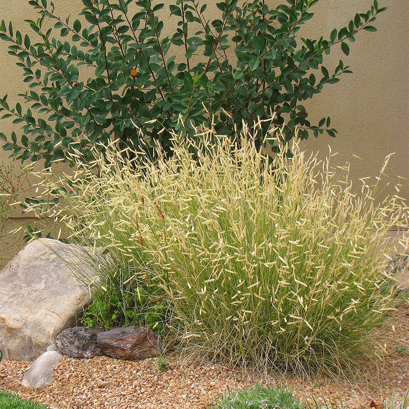 Blonde Ambition Blue Grama Grass - Image 4