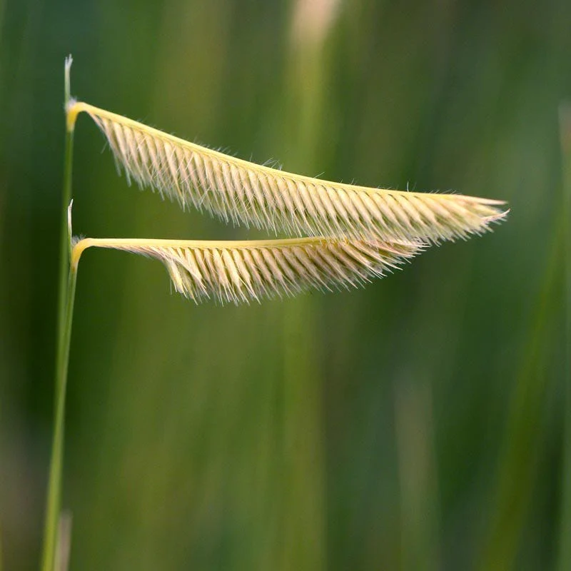 Blonde Ambition Blue Grama Grass - Image 7