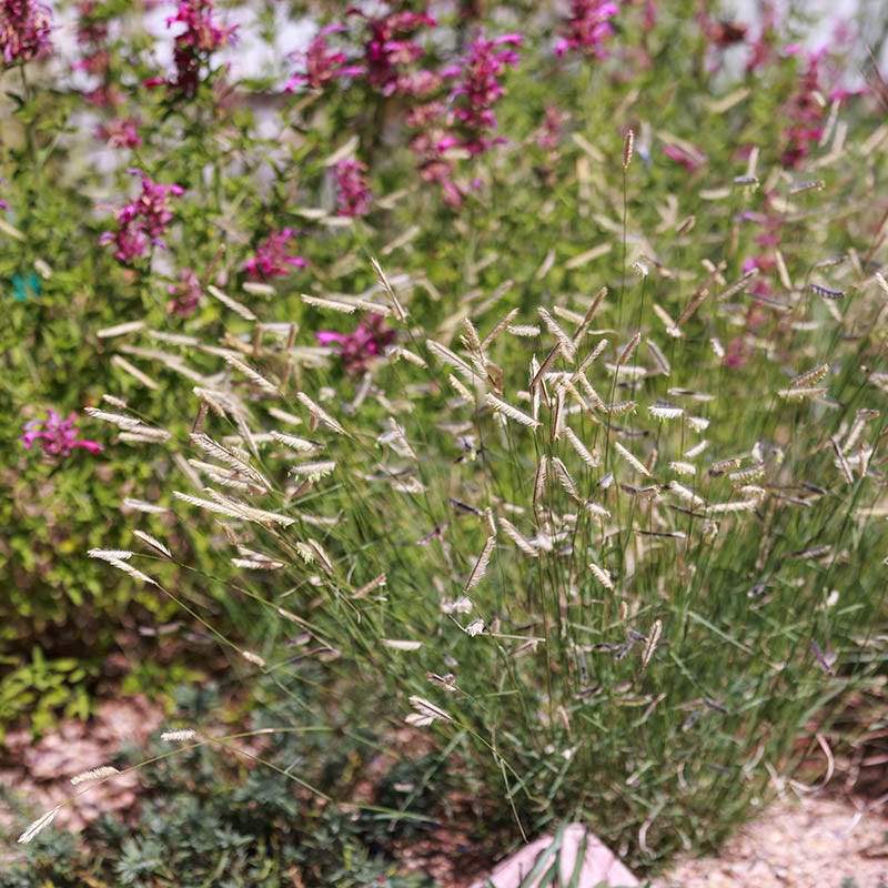 Zig Zag Blue Grama Grass - Image 2