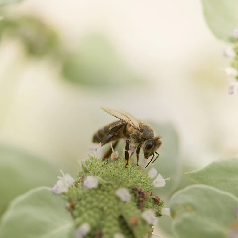 Blunt Mountain Mint - Image 2