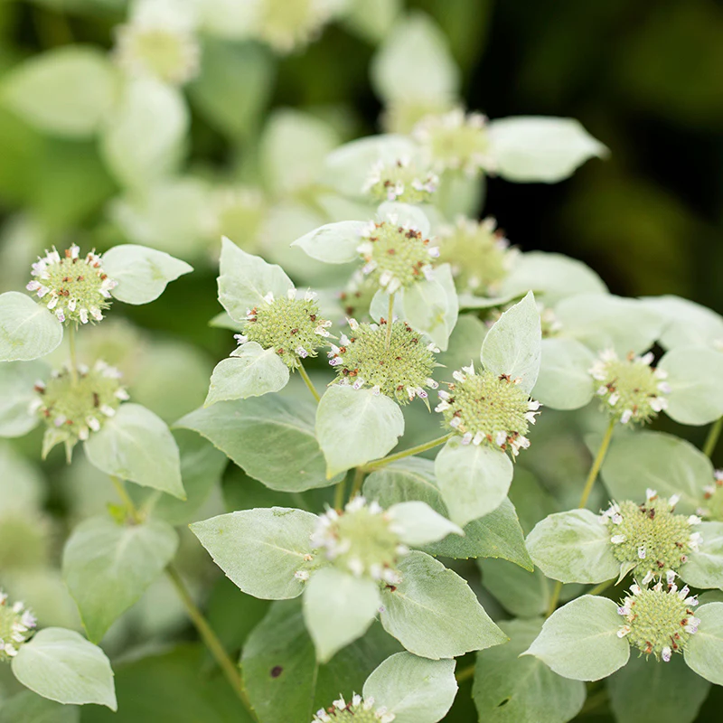Blunt Mountain Mint - Image 3