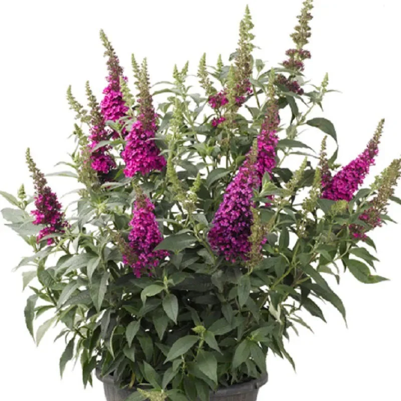 Buzz® Hot Raspberry Butterfly Bush (Buddleia) - Image 3