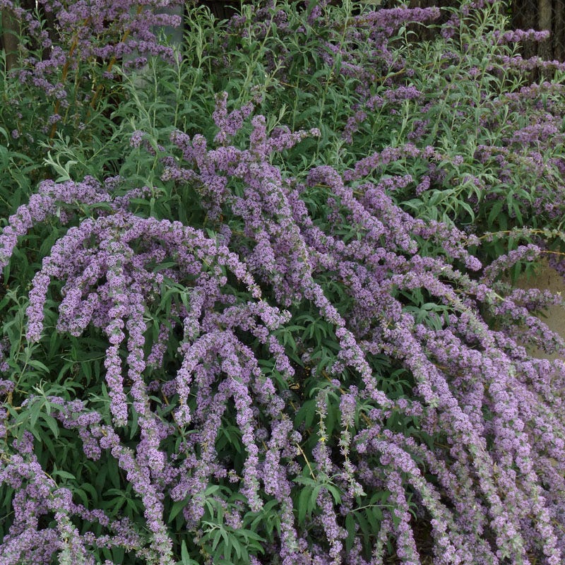 Silver Fountain Butterfly Bush - Image 3