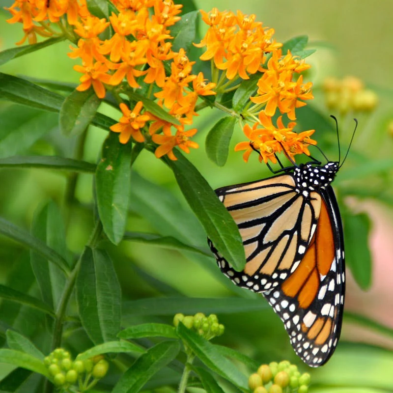 Butterfly & Bee-Friendly Collection For The West - Image 3