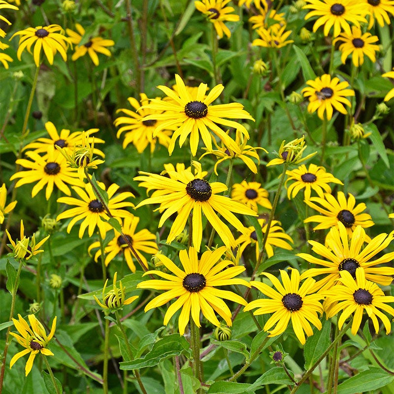 Butterfly Paradise Pre-Planned Cottage Garden - Image 4