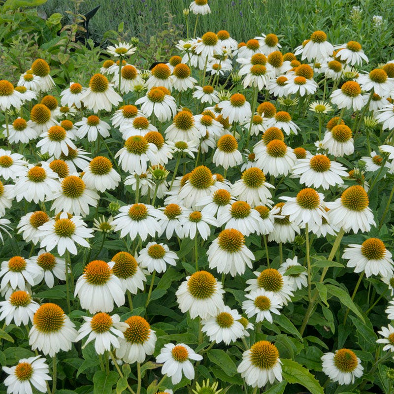 Large Butterfly Paradise Pre-Planned Cottage Garden - Image 6