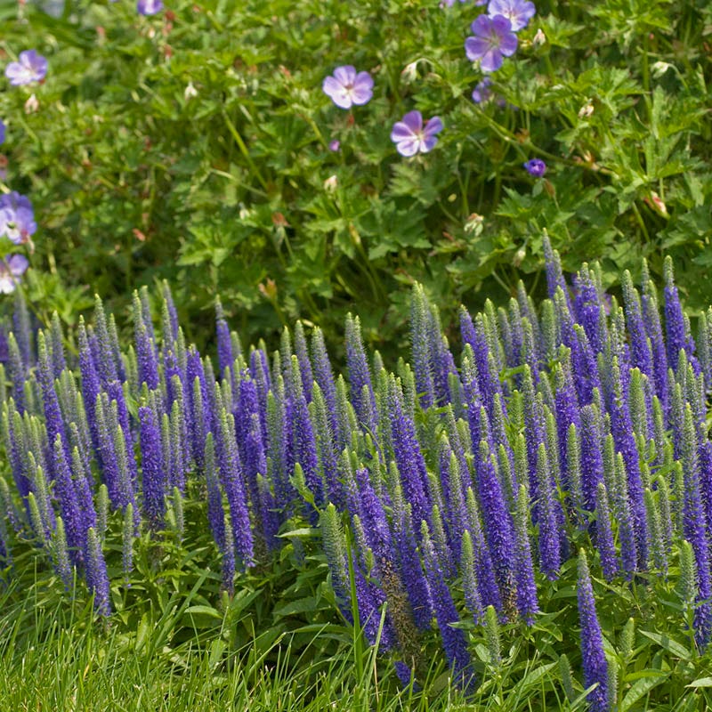 Large Butterfly Paradise Pre-Planned Cottage Garden - Image 7