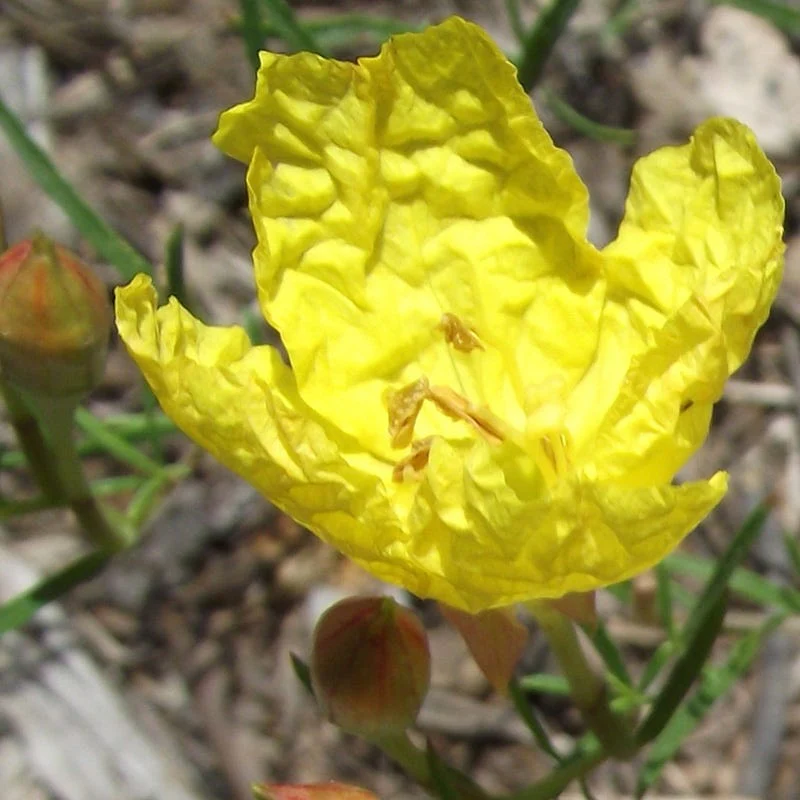 Sundrops (Calylophus) - Image 2