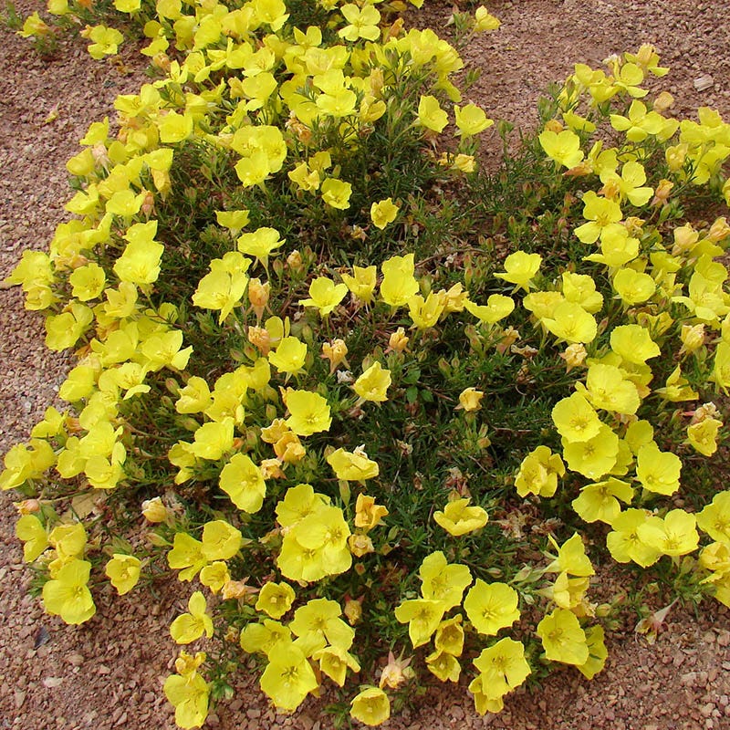 Sundrops (Calylophus) - Image 3