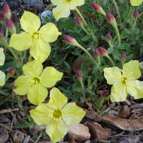 High Plains Yellow Sundrops (Calylophus) - Image 2