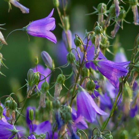 Bluebell Bellflower (Campanula) - Image 2