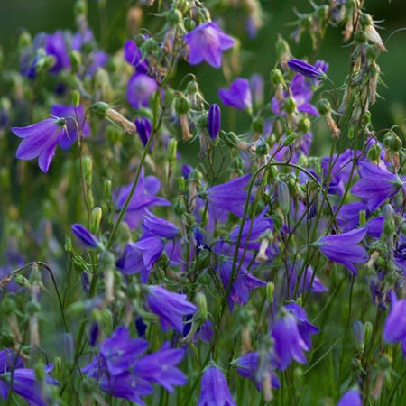 Bluebell Bellflower (Campanula) - Image 3