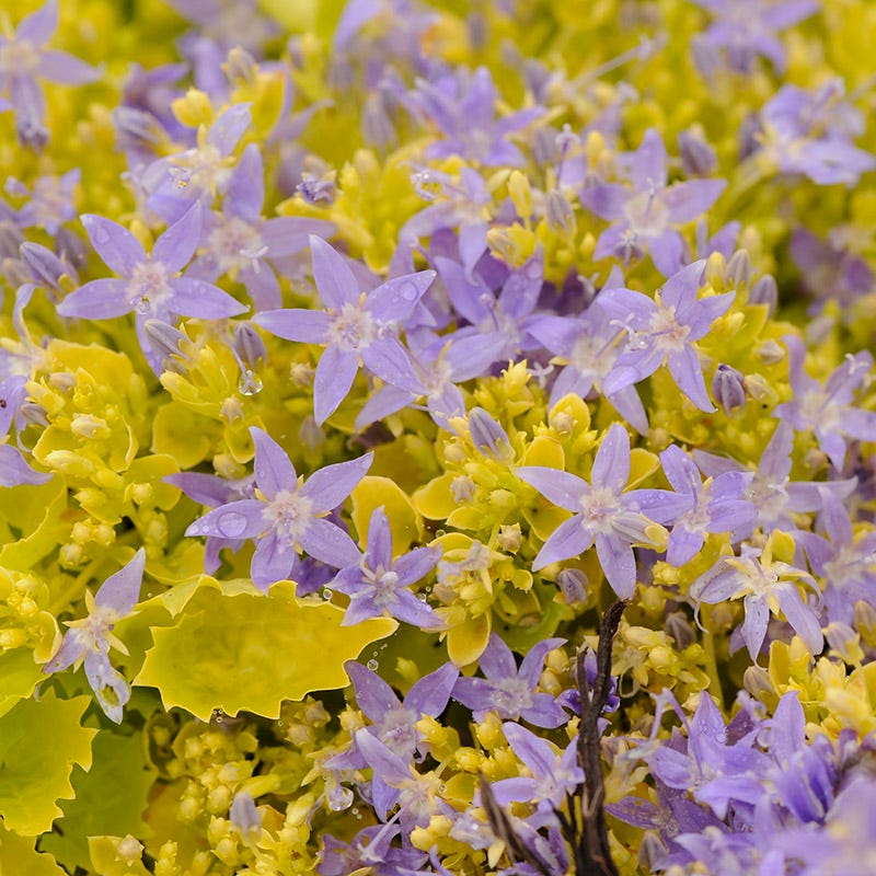 Dickson's Gold Bellflower (Campanula) - Image 2